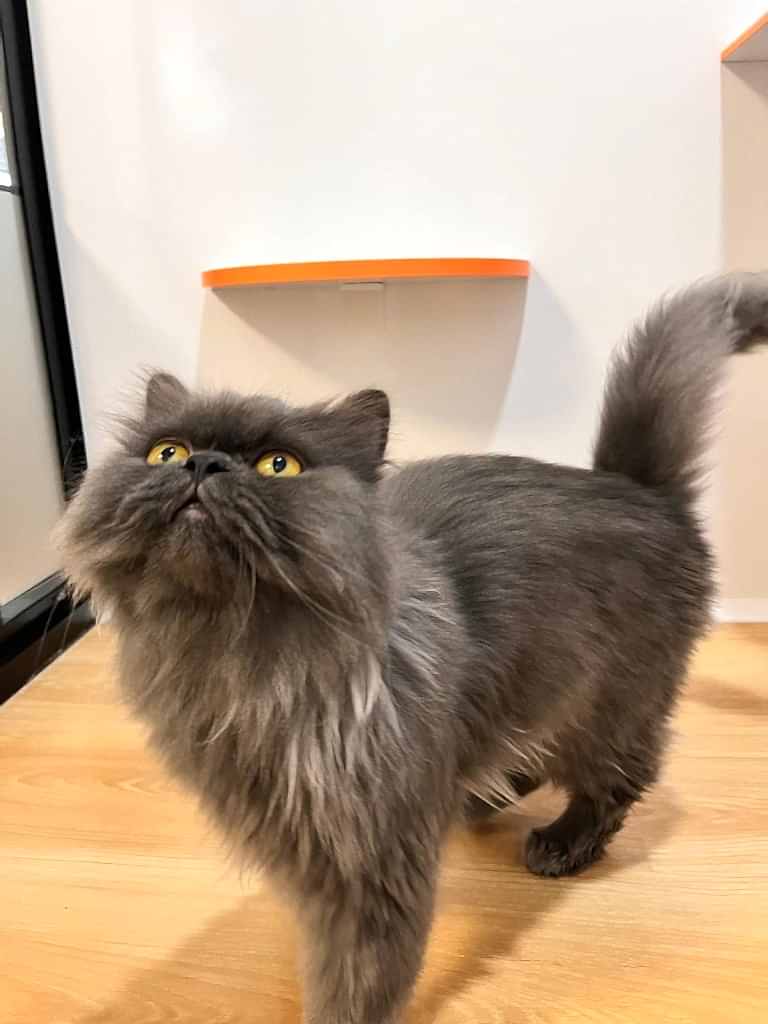 Evde Kedi Bakımı Yaparken Dikkat Edilmesi Gerekenler