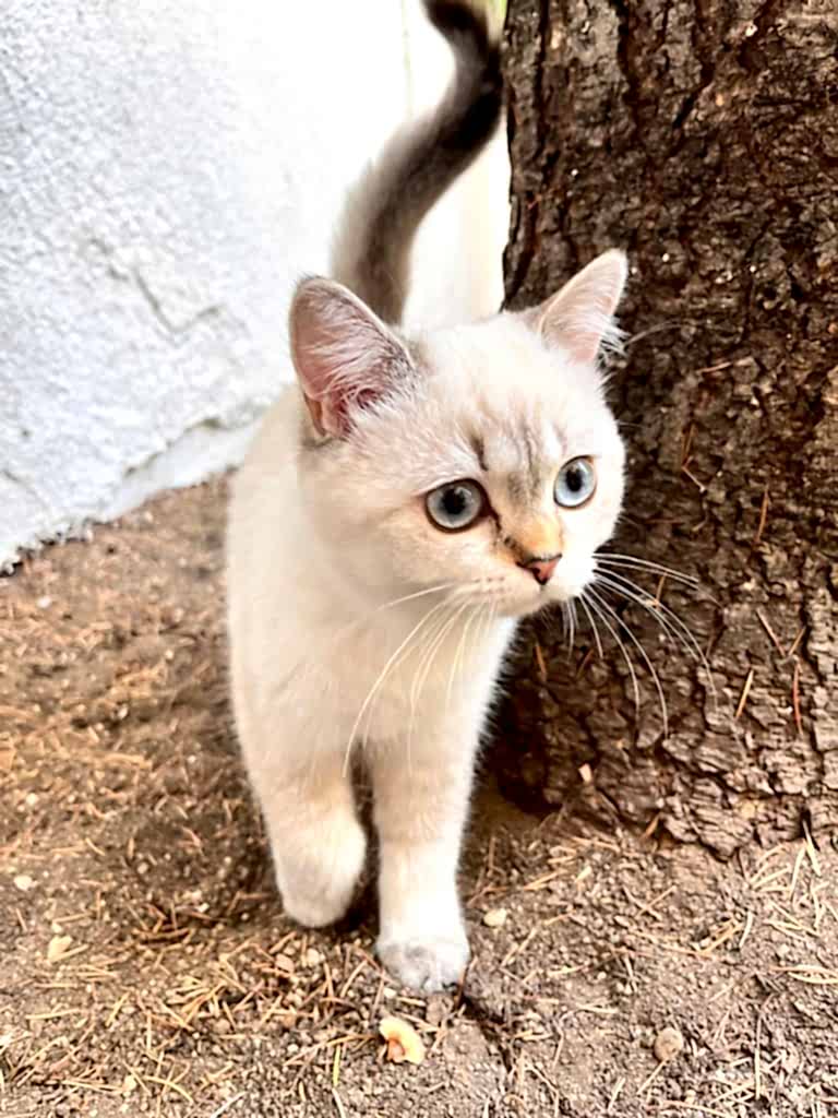 Konaklama Koşulları