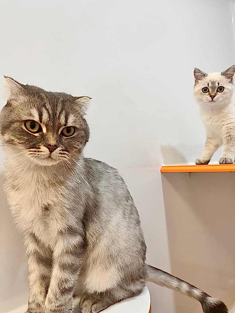 Kedi Otelinin Avantajları